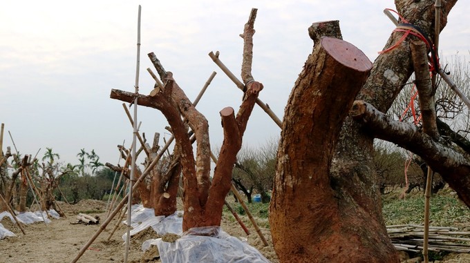 Vườn đào cổ thụ Hải Phòng chờ Tết